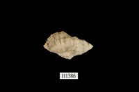 藏品(結螺屬)的圖片